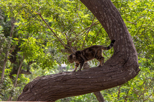 Gato trepando &aacute;rbol