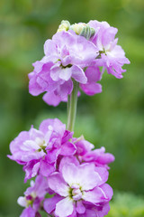 Matthiola flower grows in the garden
