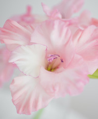 Obraz na płótnie Canvas Pink gladiolus flower close up, soft focus