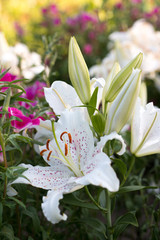 Bouquet of flowers from white lilies and Clarkia amoena