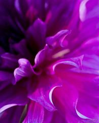 Petals of dahlia flower close-up, soft focus