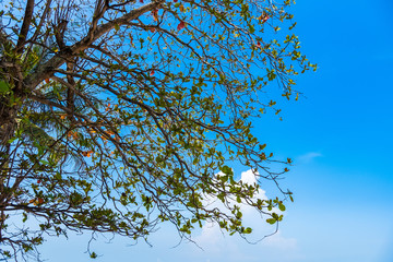 Tree branches under the blue sky.Thailand