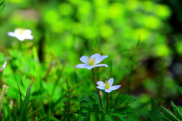 札幌、野幌森林公園の二リンソウ