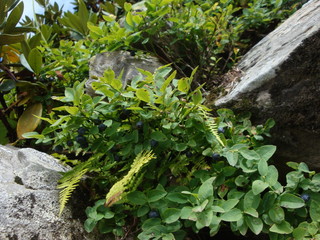 mountain flowers