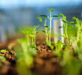 Seedlings in a botanical greenhouse.