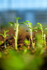 Seedlings in a botanical greenhouse.