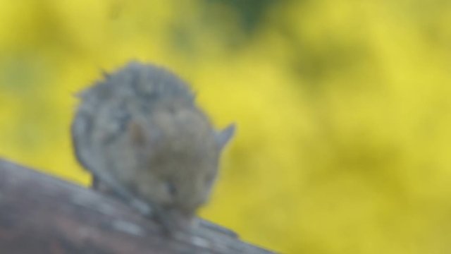 Sleepy mouse sitting on a wooden fence in front of a yellow flower bed.