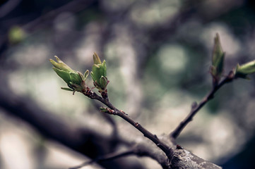 small spring branch