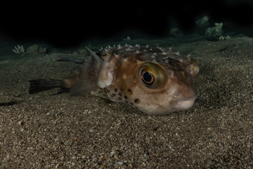 Fish swim in the Red Sea, colorful fish, Eilat Israel