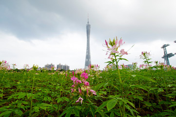 Fototapeta na wymiar 海心沙旅游公园から見る広州タワー