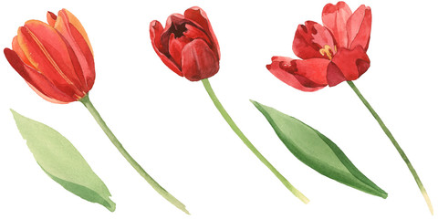 Red tulip floral botanical flowers. Watercolor background illustration set. Isolated tulips illustration element.