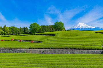 静岡県富士市　大淵笹場の茶畑　お茶まつり