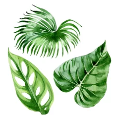 Fototapete Monstera Palm beach tree leaves jungle botanical. Watercolor background illustration set. Isolated leaves illustration element.