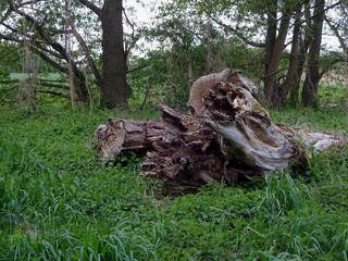 Fototapeta na wymiar old fallen tree (tree stump) in a meadow at the 
