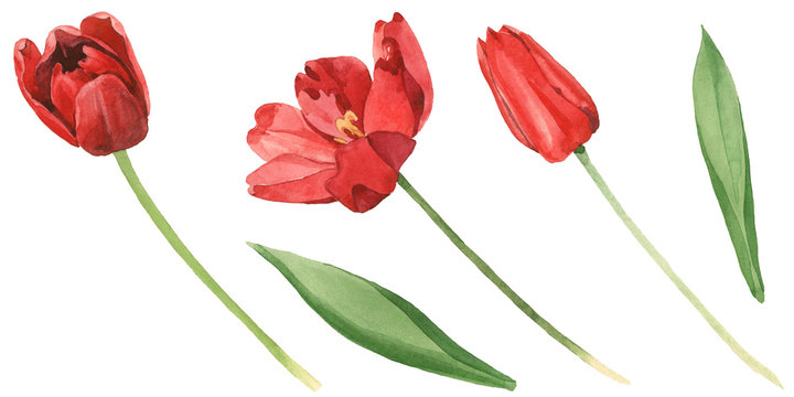Red tulip floral botanical flowers. Watercolor background illustration set. Isolated tulips illustration element.