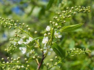 Blooming bird cherry. Branch with white flowers of bird cherry. Green blurred background.