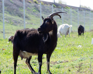 Goat with horns. A goat stands in a meadow. Other goats graze in the background.