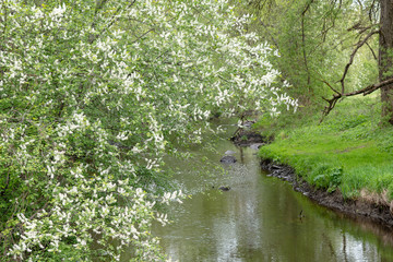 Small river in spring tome.