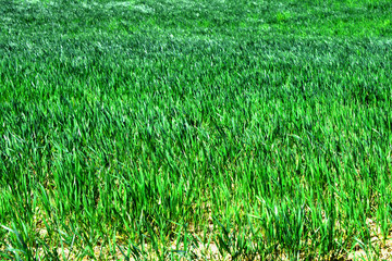 green wheat field in spring