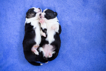 hands of the person child hold a small newborn puppy welsh corgi cardigan . the puppy has just opened his eyes sits on his owner feet. man strokes a dog