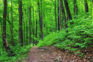 Deep green forest with dirt path in the middle of it 