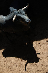 Shadows and silhouettes of fighting bulls before a bullfight.