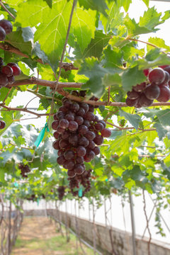 Grape on tree