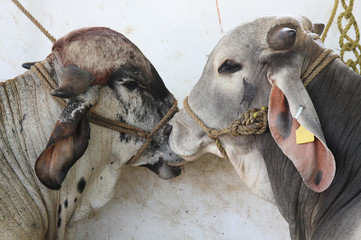 Cows, bulls and calves are animals of large ruminants with horns and cloven hooves, domesticated for meat or milk, or as beasts of burden.