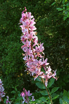 Diptam