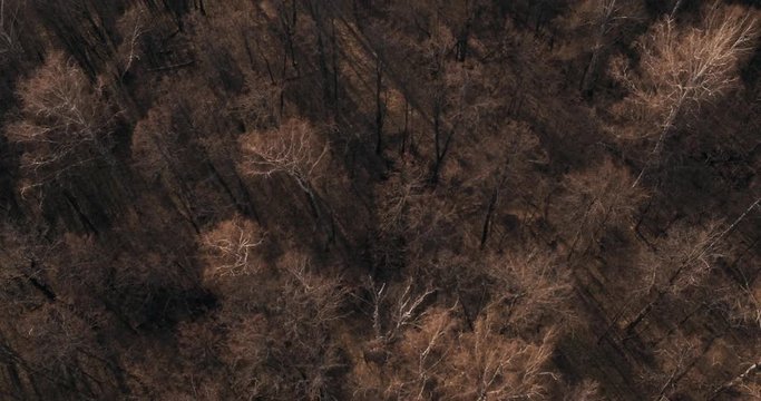Spring dry bare dense forest at sunny evening / Dry rotten skin branches / Aerial top down drone view