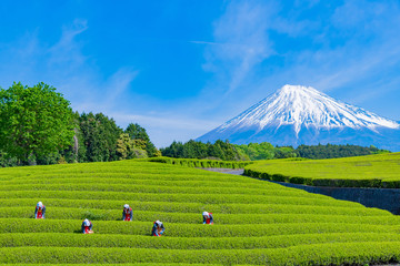 Fototapety  Festiwal herbaty na plantacji herbaty w Obuchi Sasaba, Fuji City, prefektura Shizuoka