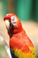 The scarlet macaw (Ara macao) is a large red, yellow, and blue Central and South American parrot..It is native to humid evergreen forests of tropical Central and South America.