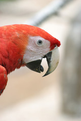 The scarlet macaw (Ara macao) is a large red, yellow, and blue Central and South American parrot..It is native to humid evergreen forests of tropical Central and South America.