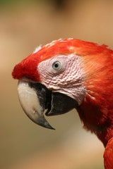 The scarlet macaw (Ara macao) is a large red, yellow, and blue Central and South American parrot..It is native to humid evergreen forests of tropical Central and South America.