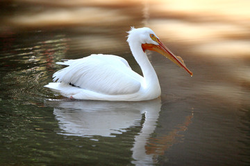 The characteristic of American white pelican is the white plumage. It has long orange legs and a bag of the same color below its sturdy beak. Each eye has a yellow spot around it.