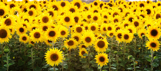 Field of sunflowers. Composition of nature.