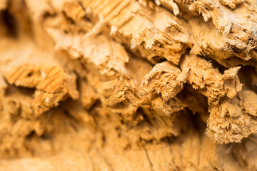 Beautiful old wood pattern. European beech (Fagus sylvatica).