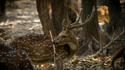 wildlife photography, deer photography