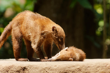 Fototapeta premium The white-nosed coati (Nasua narica), also known as the coatimundi is a species of coati and a member of the family Procyonidae.