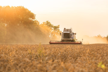 Fototapeta premium Harvester in wheat field