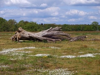 old fallen tree in a meadow at the 