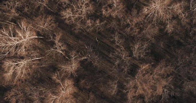 Spring dry bare dense forest at sunny evening / Dry rotten skin branches / Aerial top down drone view