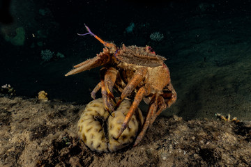 Lobsters in the Red Sea Colorful and beautiful, Eilat Israel