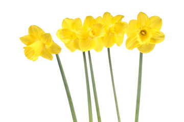Five bright yellow daffodils (Narcissus) flowers isolated on white background. Cultivar from Large-cupped Group