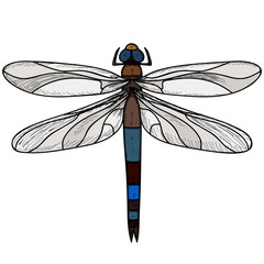  isolated, insect dragonfly, multi-colored, icon