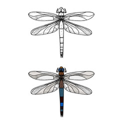 isolated, insect dragonfly, sketch, lines