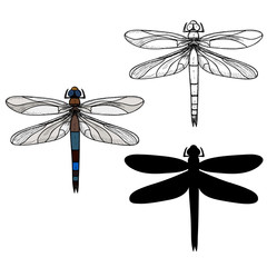  dragonfly, sketch and silhouette, set