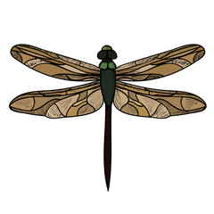  isolated, insect dragonfly, multi-colored, icon