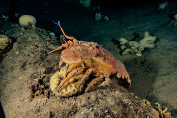 Lobsters in the Red Sea Colorful and beautiful, Eilat Israel