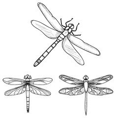 vector, isolated, insects dragonflies, sketch